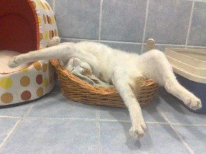 asp_970px_funny-sleeping-cats-10