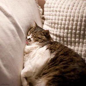 asp_970px_funny-sleeping-cats-11