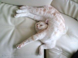 asp_970px_funny-sleeping-cats-12