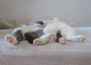 asp_970px_funny-sleeping-cats-3