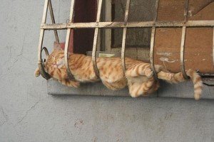 asp_970px_funny-sleeping-cats-7